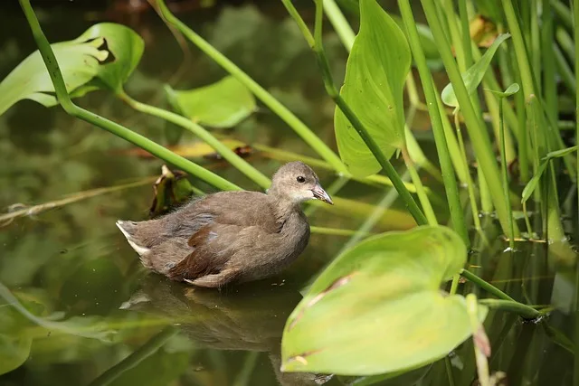 Ptak wodny przy porośniętym roślinnością brzegu zbiornika