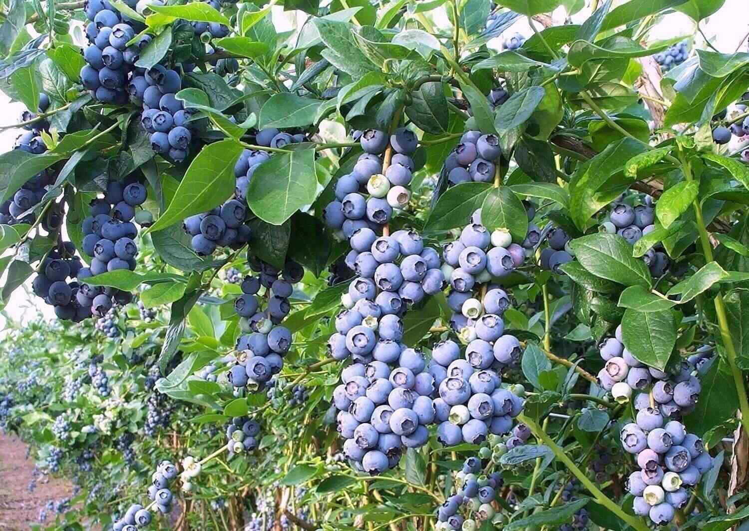 Plantacje i uprawy – borówki i inne owoce w uprawie ekologicznej