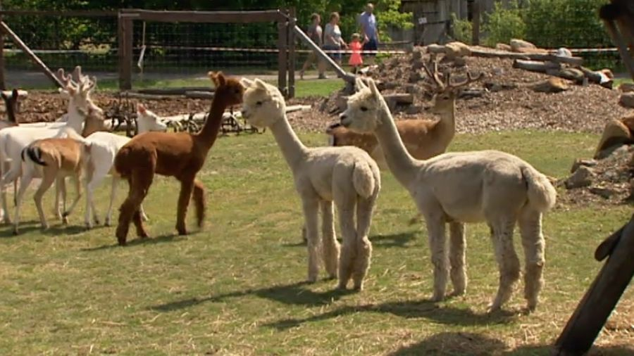 Hodowla i mini zoo – alpaki na wybiegu, etyczna hodowla